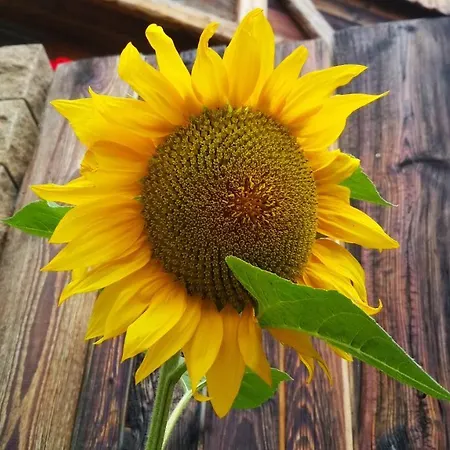 Country House Dovje Landhuis *