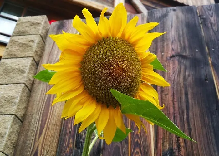 Country House Dovje Εξοχικό σπίτι *